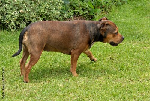 Staffordshire Bull Terrier (Staffy)