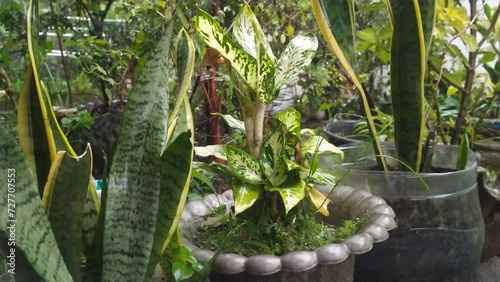 rain on tropical green garden