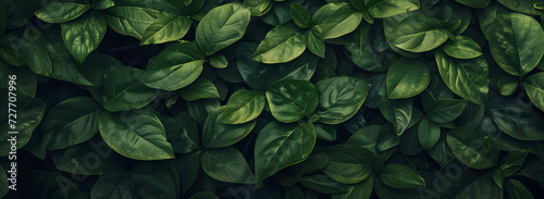 A nature background featuring an abstract green leaf texture. The image showcases dark green tropical leaves in close-up, revealing layered textures and various elements of tropical flora.