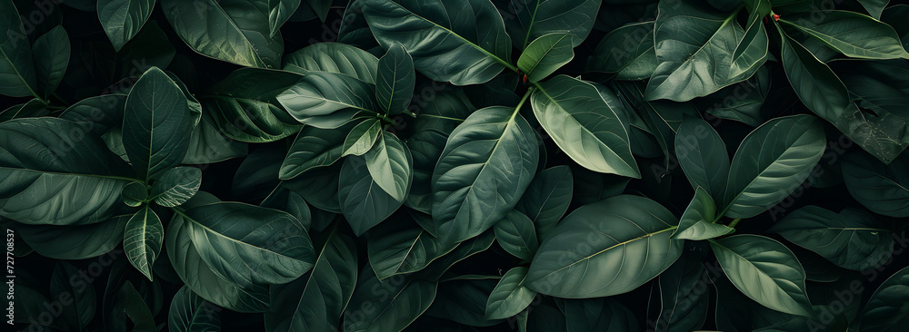 A nature background featuring an abstract green leaf texture. The image showcases dark green tropical leaves in close-up, revealing layered textures and various elements of tropical flora. A nature background featuring an abstract green leaf texture. The image showcases dark green tropical leaves in close-up, revealing layered textures and various elements of tropical flora.