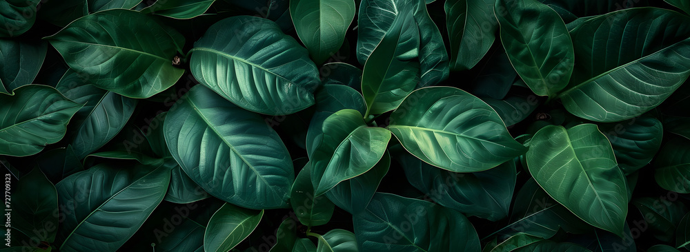 A nature background featuring an abstract green leaf texture. The image showcases dark green tropical leaves in close-up, revealing layered textures and various elements of tropical flora. A nature background featuring an abstract green leaf texture. The image showcases dark green tropical leaves in close-up, revealing layered textures and various elements of tropical flora.