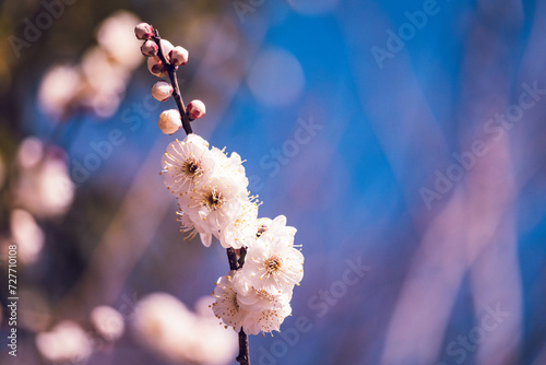 春のおとづれを告げる梅の花 photo