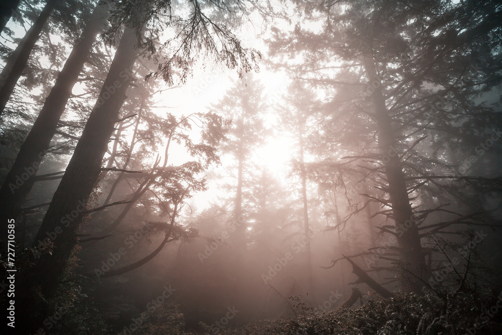 Fog in the forest Fog in the forest