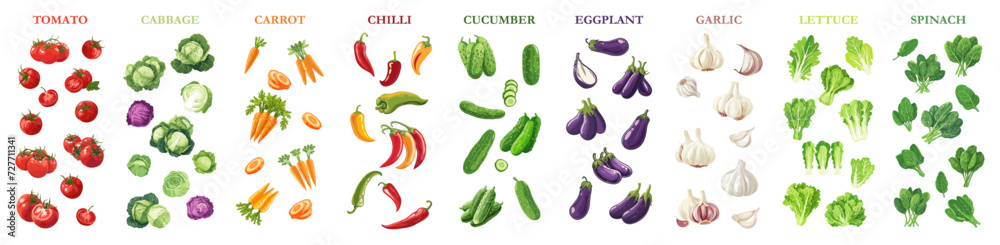 set of illustration of vegetables. tomato, cabbage, carrot, chili, cucumber, eggplant, garlic, lettuce and spinach. ingredient food cooking. set of illustration of vegetables. tomato, cabbage, carrot, chili, cucumber, eggplant, garlic, lettuce and spinach. ingredient food cooking.
