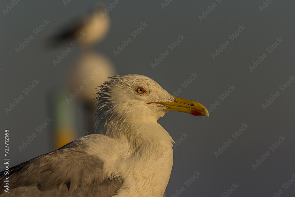 Portrait of a gull or seagull standing on a seaside railing at golden hour near the ocean at sunset or sunrise. It's Caspian gull (Larus cachinnans) nesting in the Black and Caspian Seas. Portrait of a gull or seagull standing on a seaside railing at golden hour near the ocean at sunset or sunrise. It's Caspian gull (Larus cachinnans) nesting in the Black and Caspian Seas.