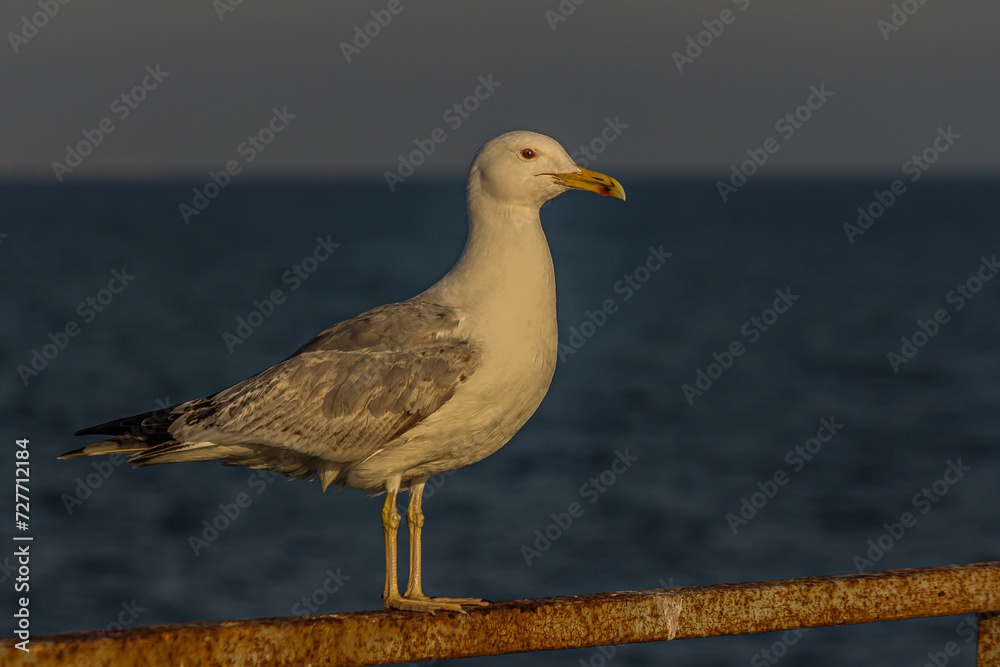 Fototapeta premium Portrait of a gull or seagull standing on a seaside railing at golden hour near the ocean at sunset or sunrise with water on the horizon. It's Caspian gull (Larus cachinnans).