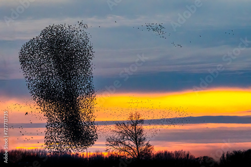 Foto murmuration Starlings in sunset