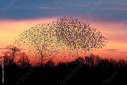 murmuration Starlings in sunset