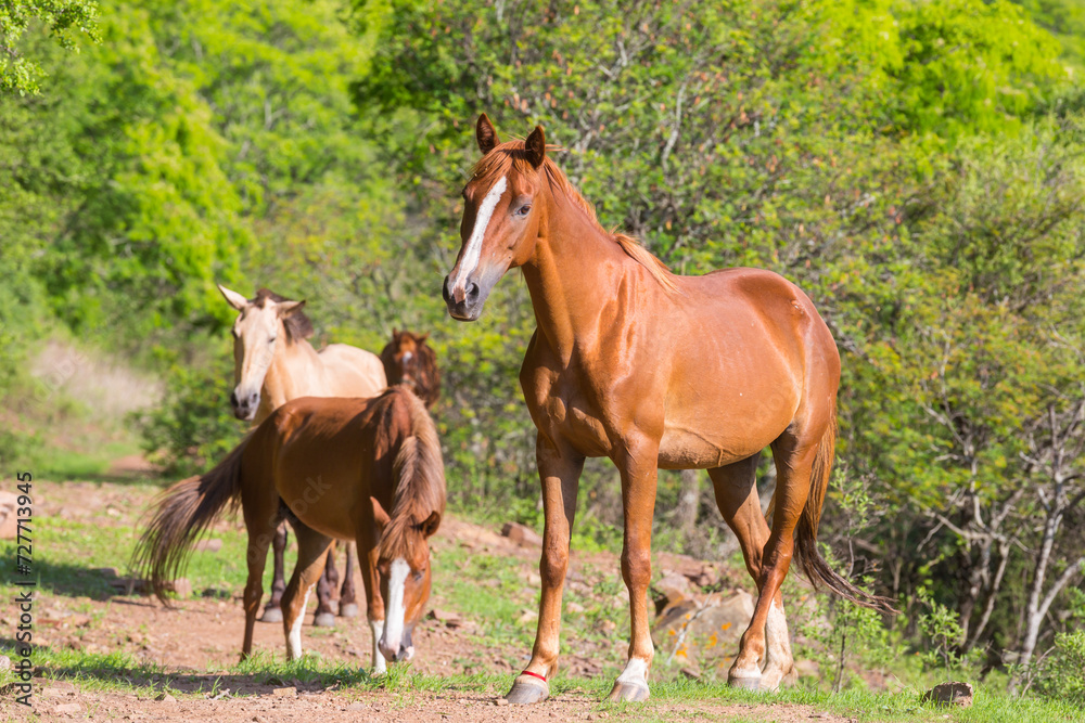 Horse on meadow