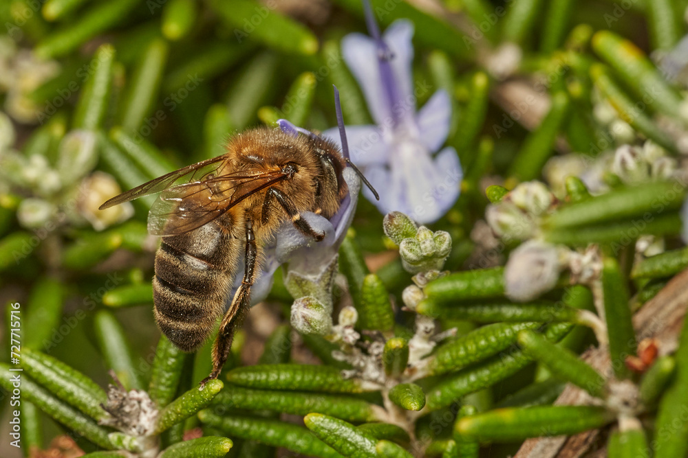 abeja melífera libando en la flor de romero 