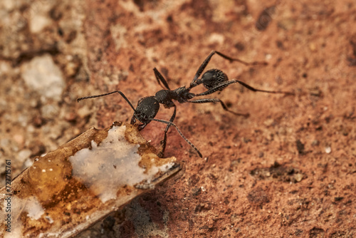 hormiga común negra arrastrando una rama  © JOSE ANTONIO