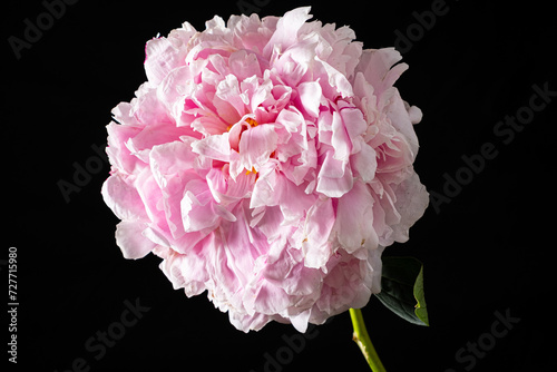 Fototapeta Naklejka Na Ścianę i Meble -  pink peonies in the vase