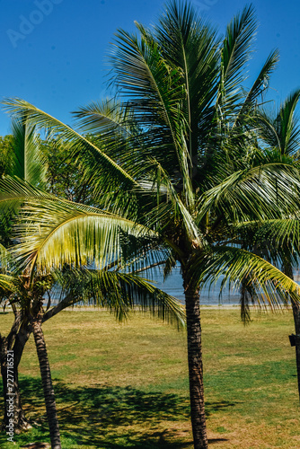 Foto de las palmeras en la plaza paradisiaca de Nadi, Fiji.