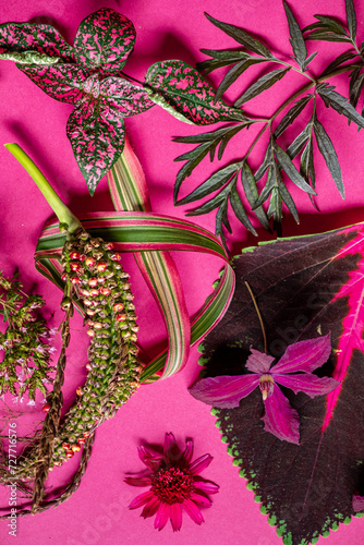 different plants and flowers on the pink background photo