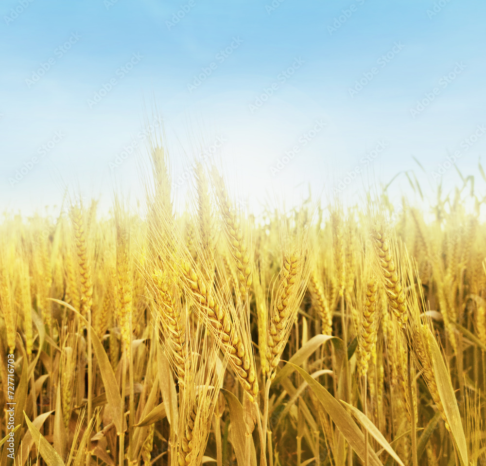 A field with yellow wheat against a clear sky background. with free space for text A field with yellow wheat against a clear sky background. with free space for text