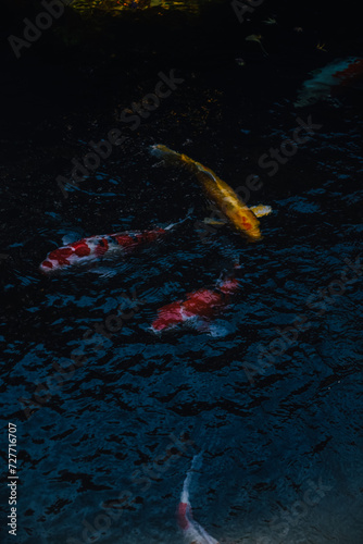 Foto de peces koi en el río del Templo Senso-ji en Asakusa, Tokyo, Japan. photo