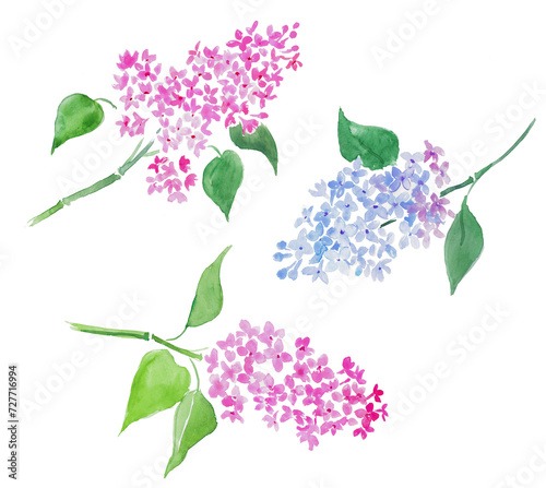 Obraz na plátně Watercolor hand painted illustration of  lilac, lilacs illustration, purple flow