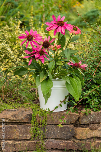 echinacea flowers in the pot