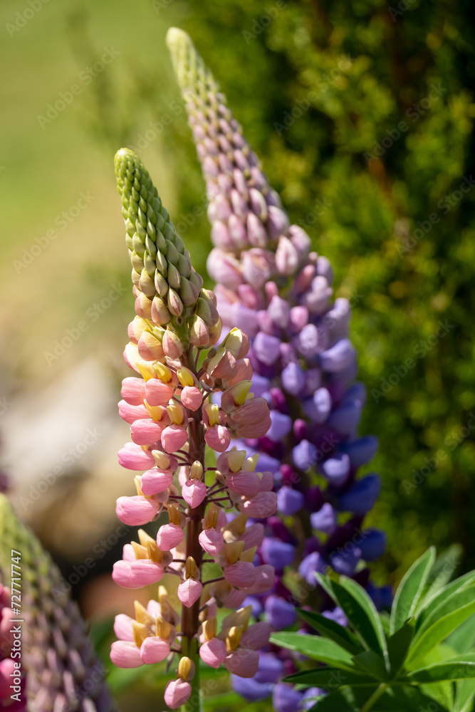 close-up of colourful blooming summer flower