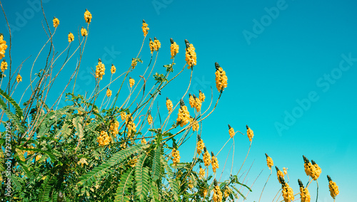 Flowering Senna didymobotrya bushes against clear blue sky in autumn Nature background photo