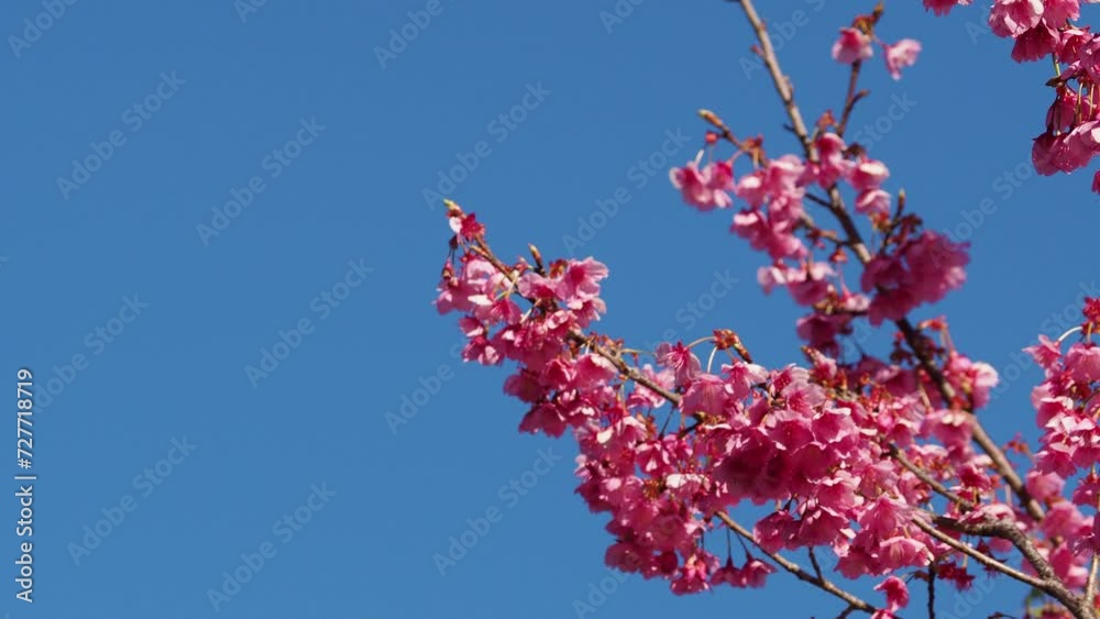 土肥桜 土肥桜