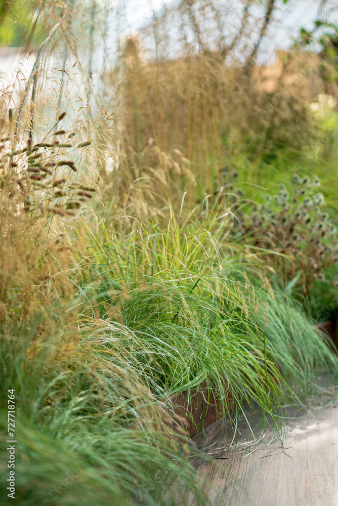 ornamental grass in the garden ornamental grass in the garden