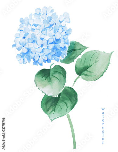  Watercolor hand painted illustration of blue hydrangea, flower, hydrangeas, watercolor, floral illustration, blossom, bloom