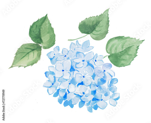  Watercolor hand painted illustration of blue hydrangea, flower, hydrangeas, watercolor, floral illustration, blossom, bloom
