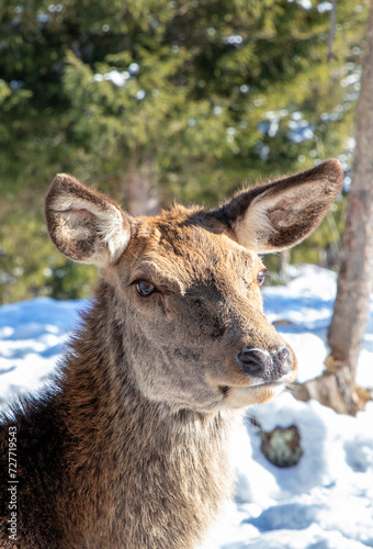 The head in profile of a female Carpathian deer in the wild