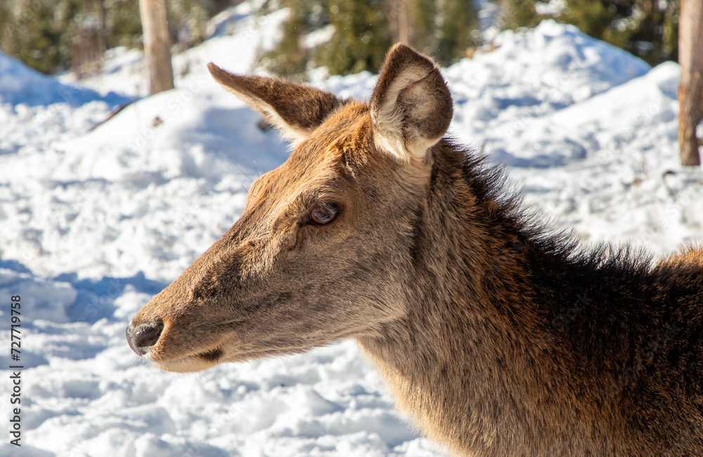Obraz premium A close-up with the profile of a female deer (Cervidae)