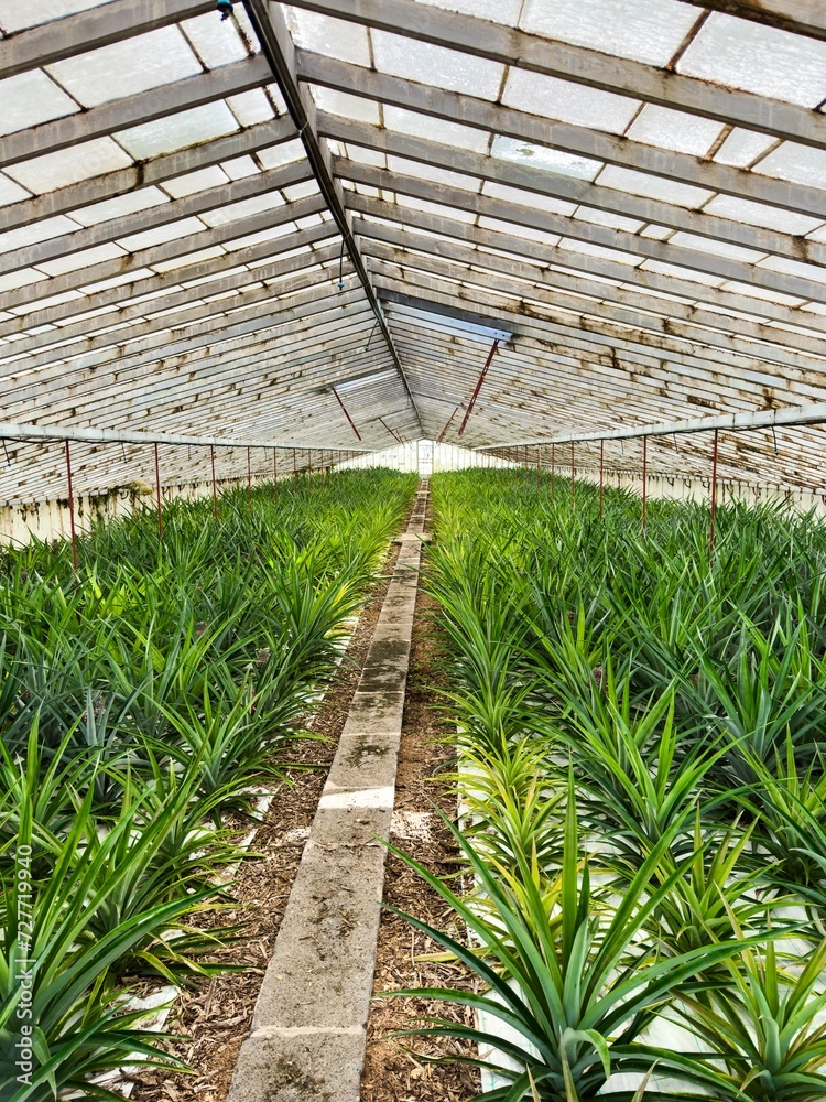 Path in a greenhouse with growing pineapples. pineapple plantations on the island of San Miguel. Azores. Portugal.