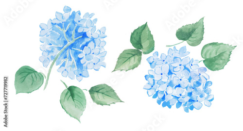  Watercolor hand painted illustration of blue hydrangea, flower, hydrangeas, watercolor, floral illustration, blossom, bloom
