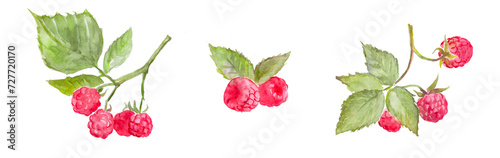 Watercolor hand painted illustration of raspberries , raspberry branches, red berries, watercolor food illustrations	