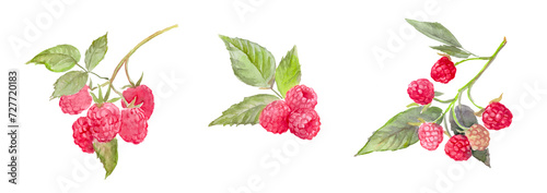 Watercolor hand painted illustration of raspberries , raspberry branches, red berries, watercolor food illustrations 