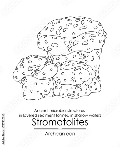 Stromatolite formations from the Archean Eon are ancient microbial structures in layered sediment, formed in shallow waters. Black and white illustration