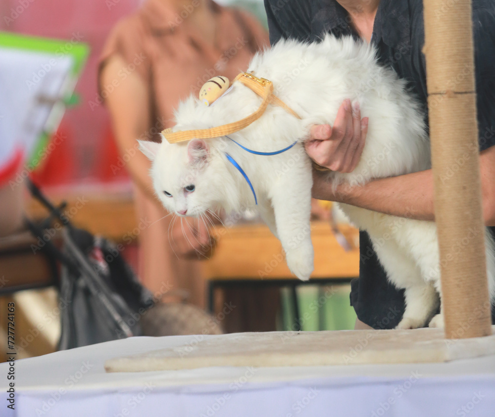 white cat asheterochromia iridis 2 color of eye cat contest white cat asheterochromia iridis 2 color of eye cat contest