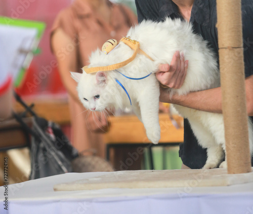 white cat   asheterochromia iridis 2 color of eye cat contest photo