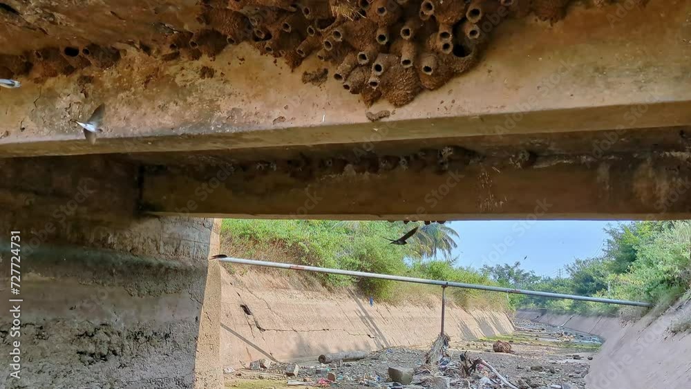 Panoramic view of unique mud nests of swallow birds or Hirundo rustica beneath a canal bridge Panoramic view of unique mud nests of swallow birds or Hirundo rustica beneath a canal bridge