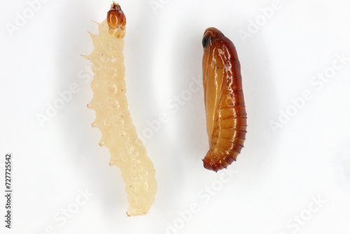 European grain worm or European grain moth (Nemapogon granella). Developmental stages - pupa and caterpillar.