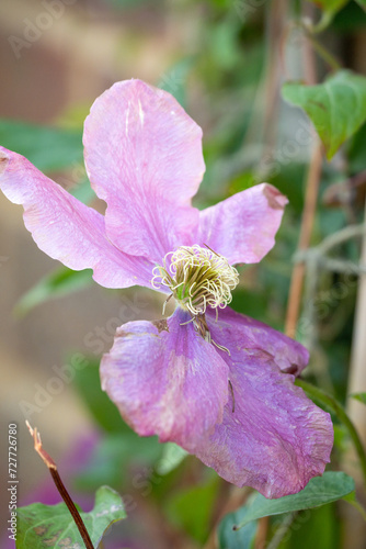 close-up of chateau garden flora in France