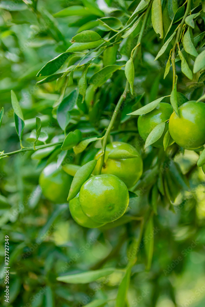 Fresh tangerines from the garden Fresh tangerines from the garden