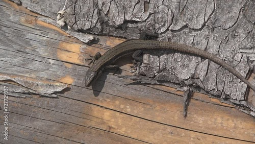 Viviparous mountain lizard (Zootoca vivipara) basks on a wood log