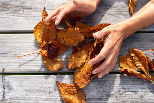 Close-up of hands regrouping the fallen orange leaves of a chestnut tree on a gray plank table in a park in Ireland photo