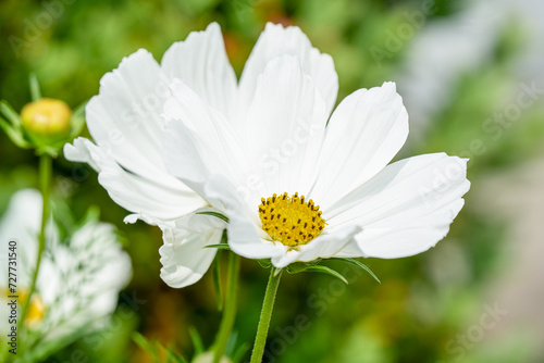 close-up of chateau garden flora in France