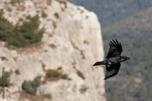 Corvus corone volando con fondo vertical del barranco de Cint en Alcoi, España photo