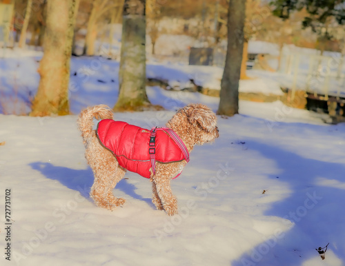 Young Cavapoo dog playing in the snow with a red cover in Ludvika City, Sweden photo