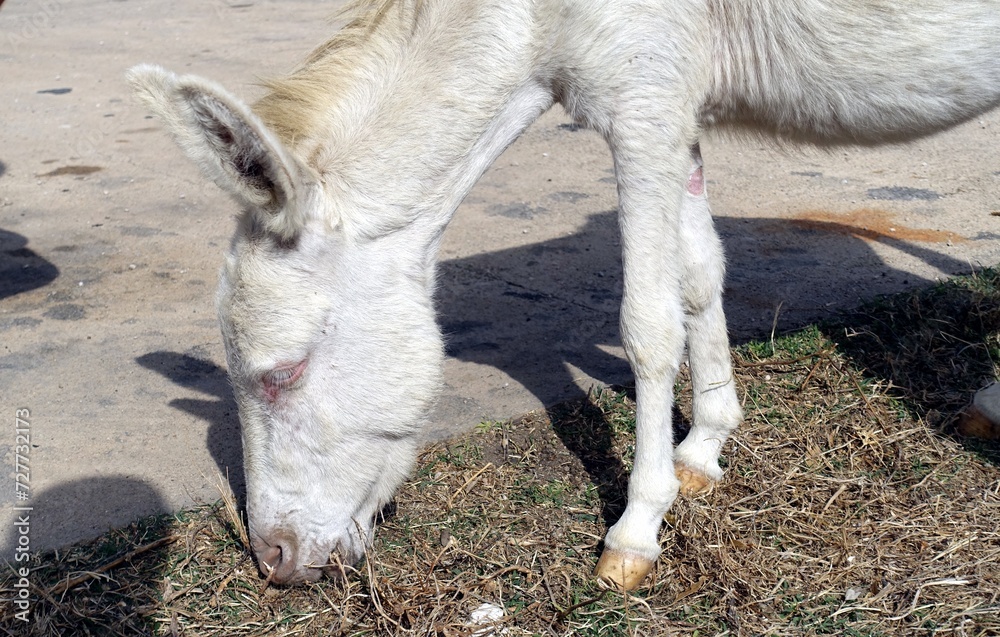 A wild albino donkey at Asinara in Sardinia during a sunny day. A wild albino donkey at Asinara in Sardinia during a sunny day.