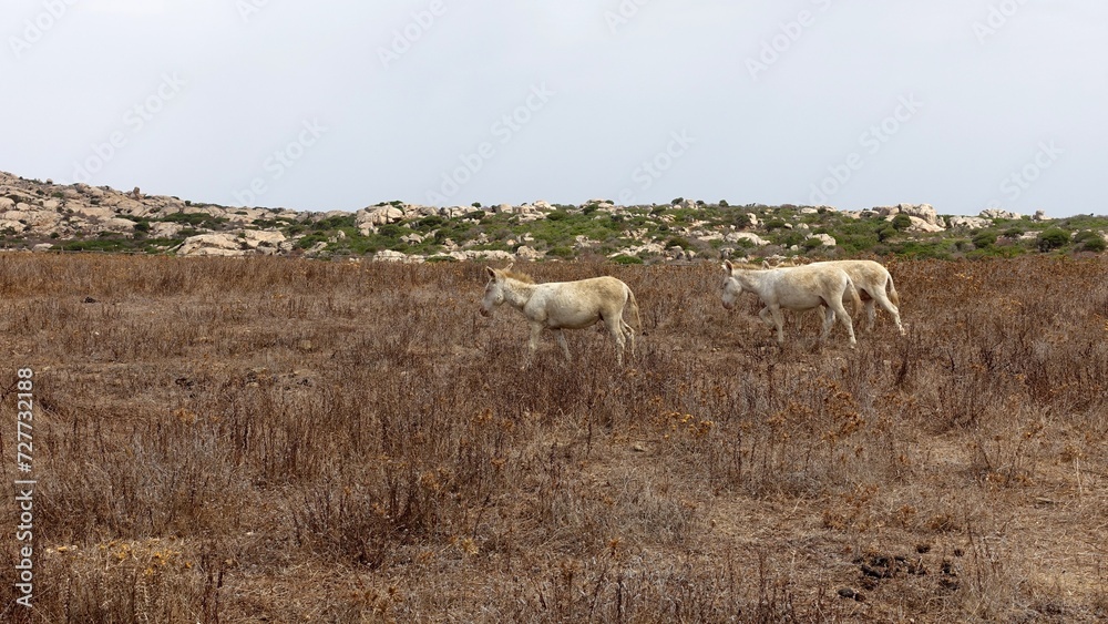Fototapeta premium Three wild albino donkeys at Asinara in Sardinia graze peacefully during a sunny day.