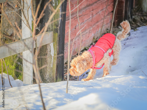 Young Cavapoo playing in the snow with a red cover in Ludvika City  Sweden