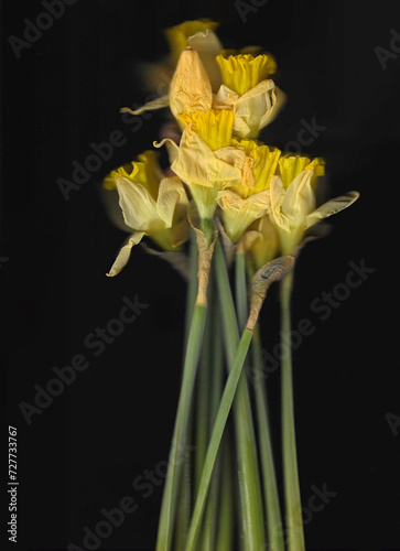 Yellow narcissus vertical scan background. Scanned blooming spring flower bouquet. Abstract distorted plant. Colourful botanical photocopy with scanner noise effect. 